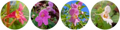 Effects of cell morphology, physiology, biochemistry and CHS genes on four flower colors of Impatiens uliginosa